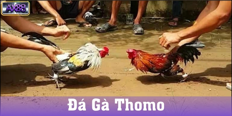 Giới thiệu về Đá Gà Thomo