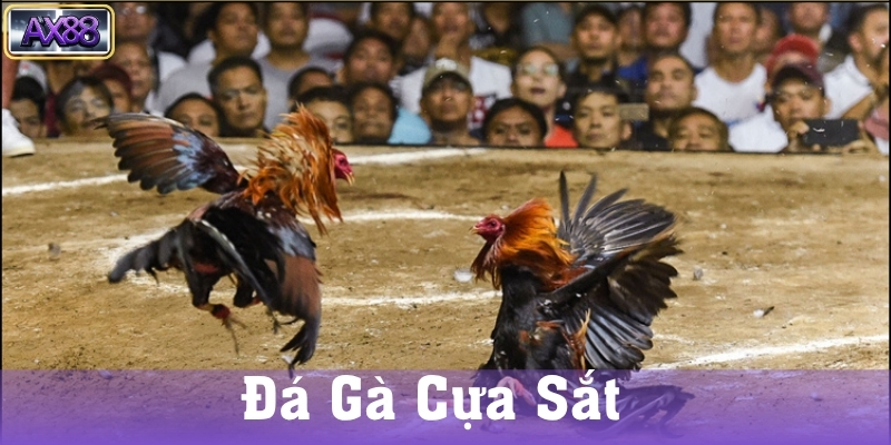 Nguồn gốc và lịch sử đá gà cựa sắt