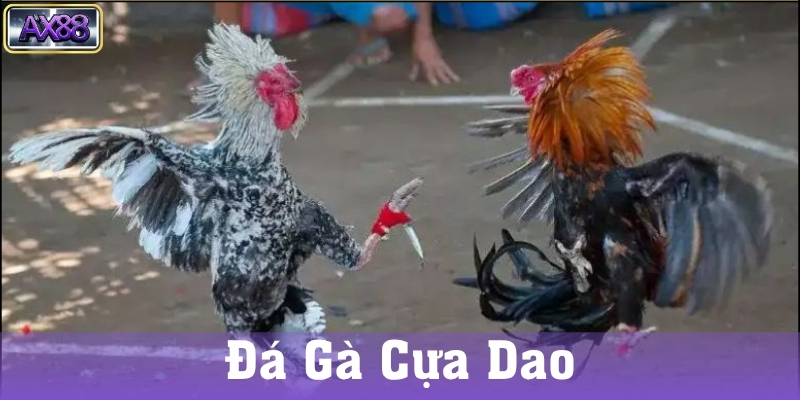 Những lưu ý khi tham gia đá gà cựa dao